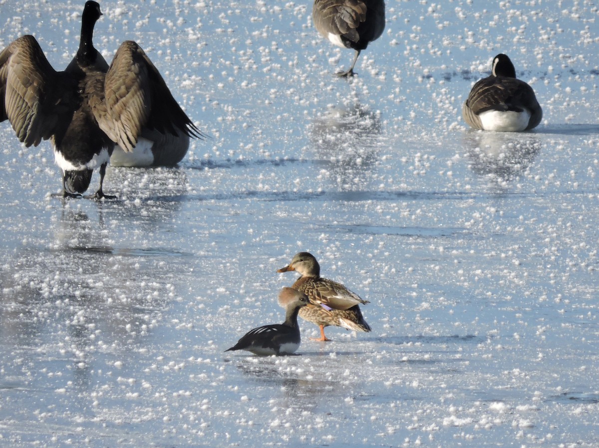 Mallard - ML646407360