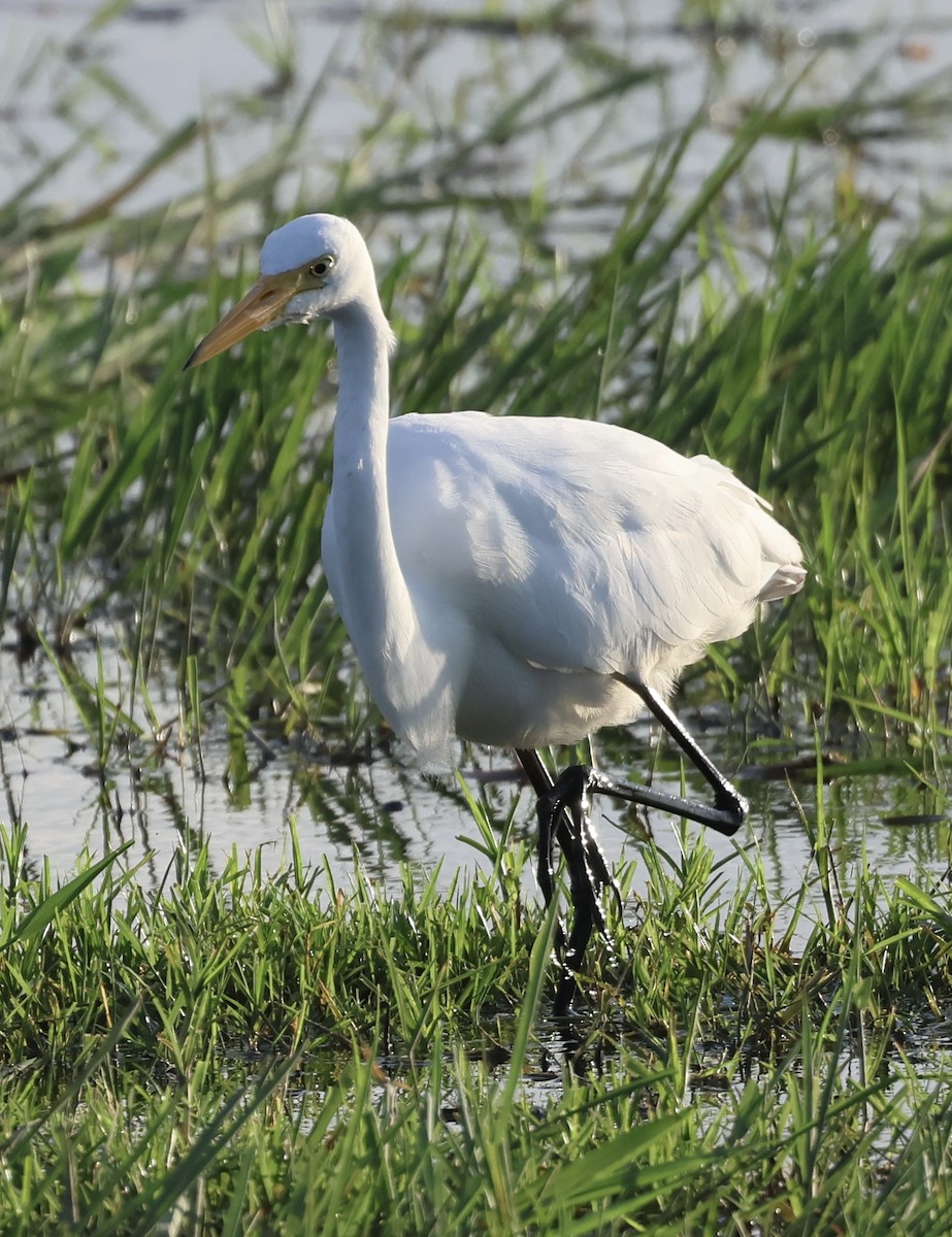 Yellow-billed Egret - ML646407361