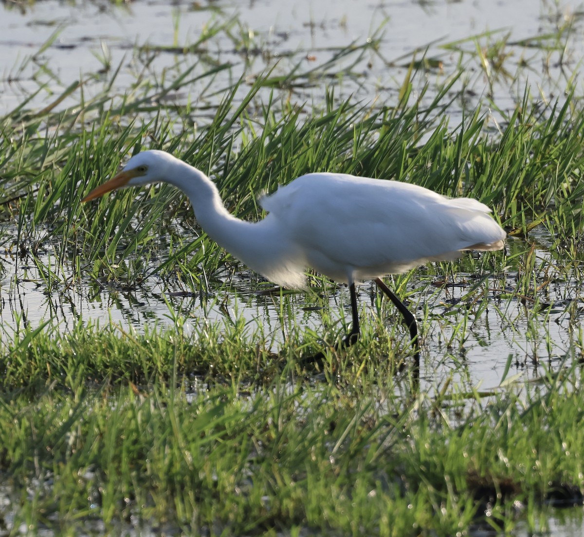 Yellow-billed Egret - ML646407362