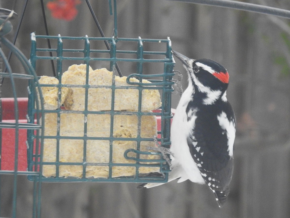 Hairy Woodpecker - ML646407364
