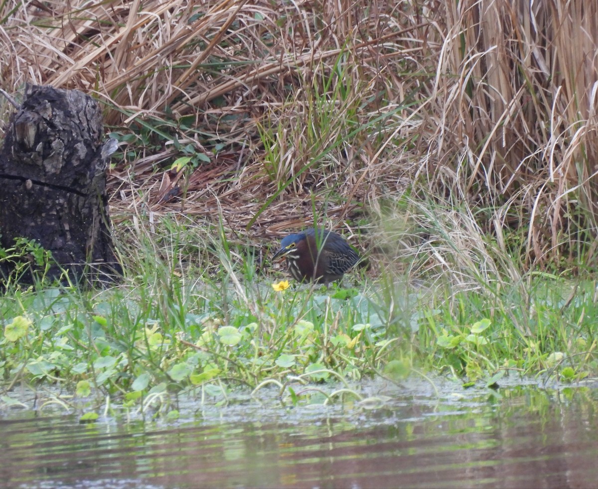 Héron vert - ML646407365