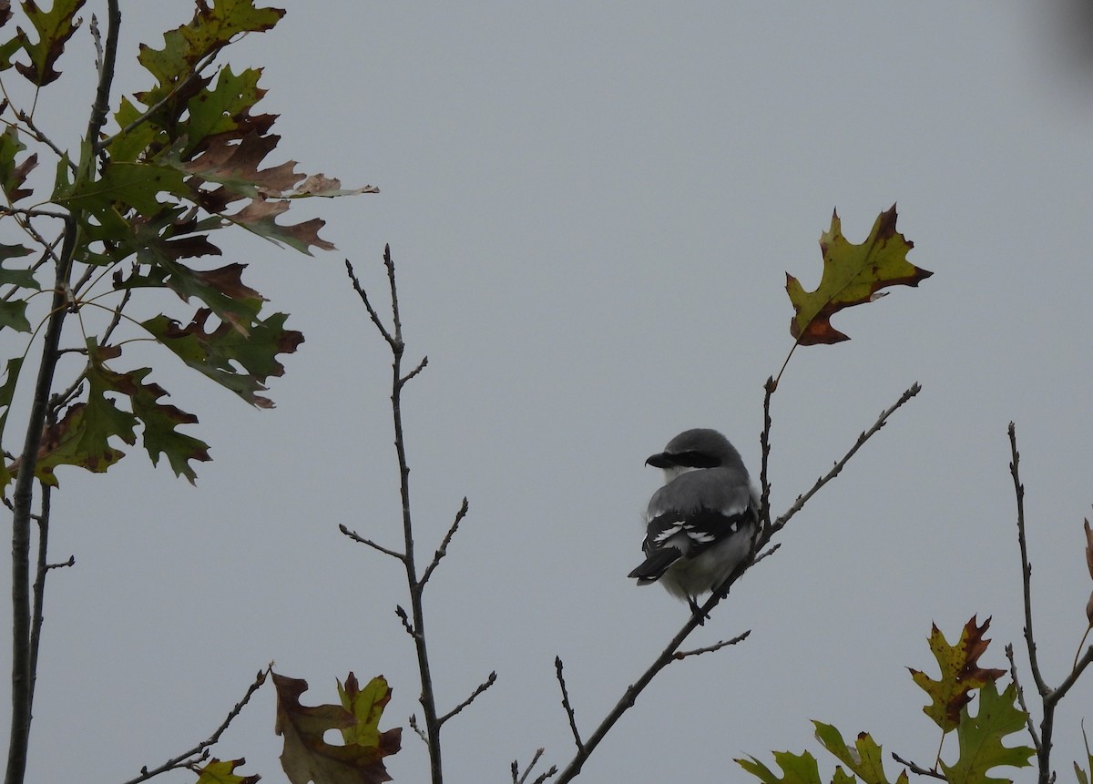 Loggerhead Shrike - ML646407372