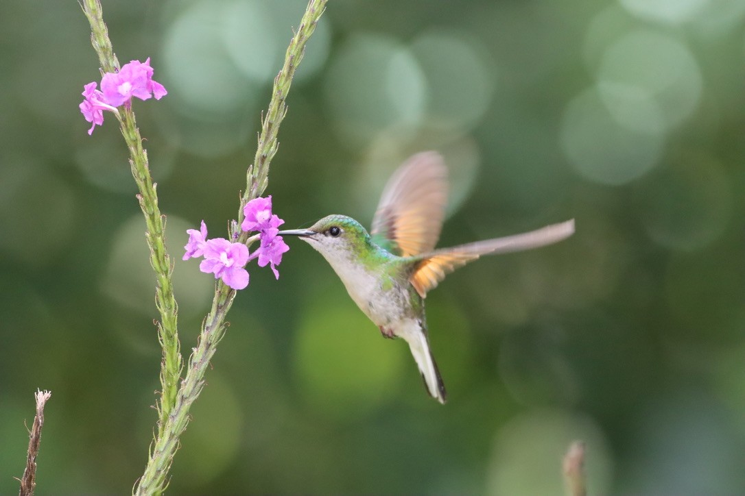 Stripe-tailed Hummingbird - ML646407379