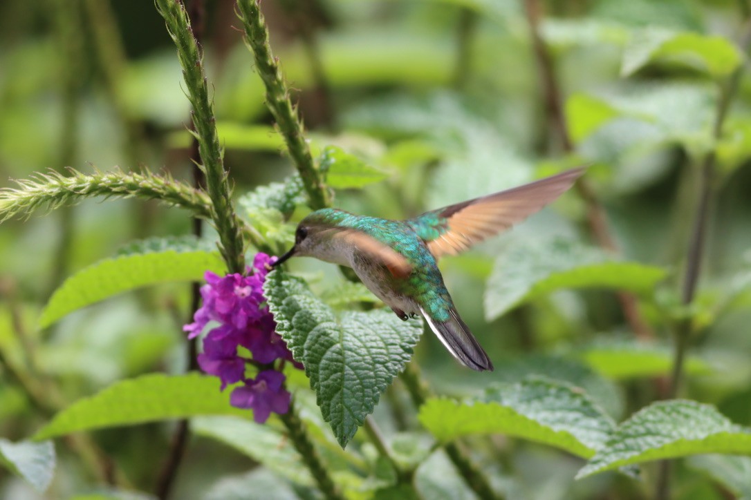 Stripe-tailed Hummingbird - ML646407380