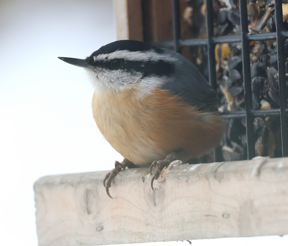 Red-breasted Nuthatch - ML646407388