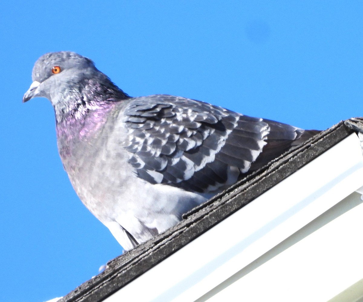 Rock Pigeon (Feral Pigeon) - ML646407389
