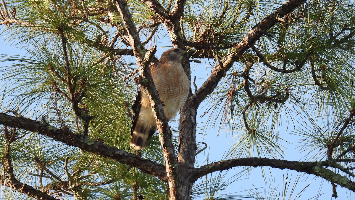 カタアカノスリ - ML646407390