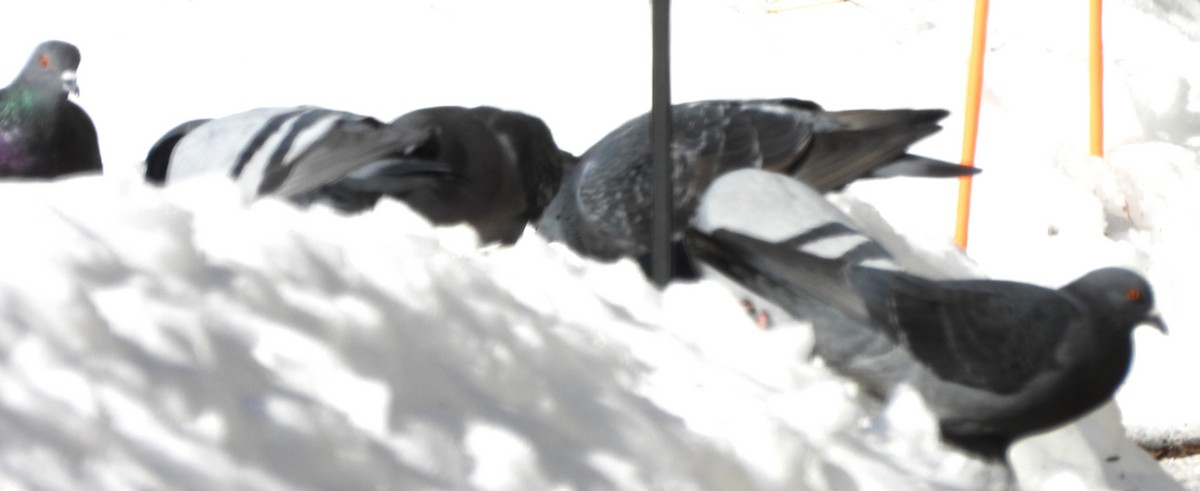 Rock Pigeon (Feral Pigeon) - ML646407391