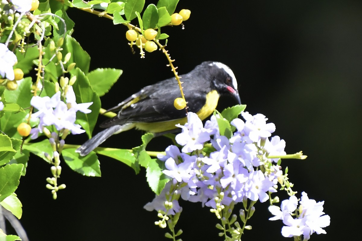 Bananaquit - ML646407392