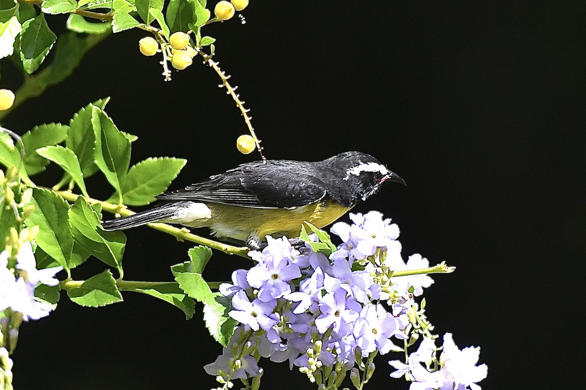 Bananaquit - ML646407393