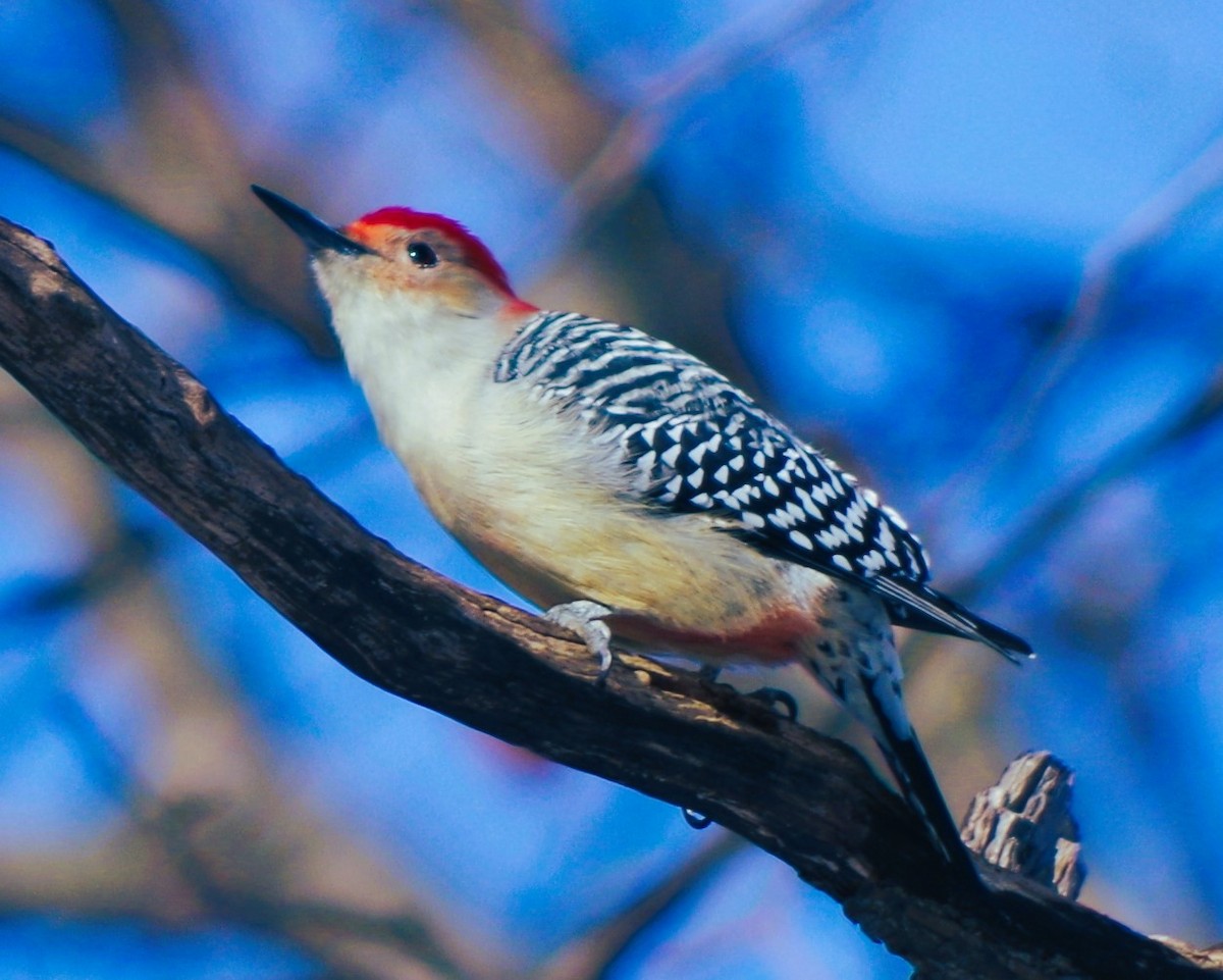 Red-bellied Woodpecker - ML646407399