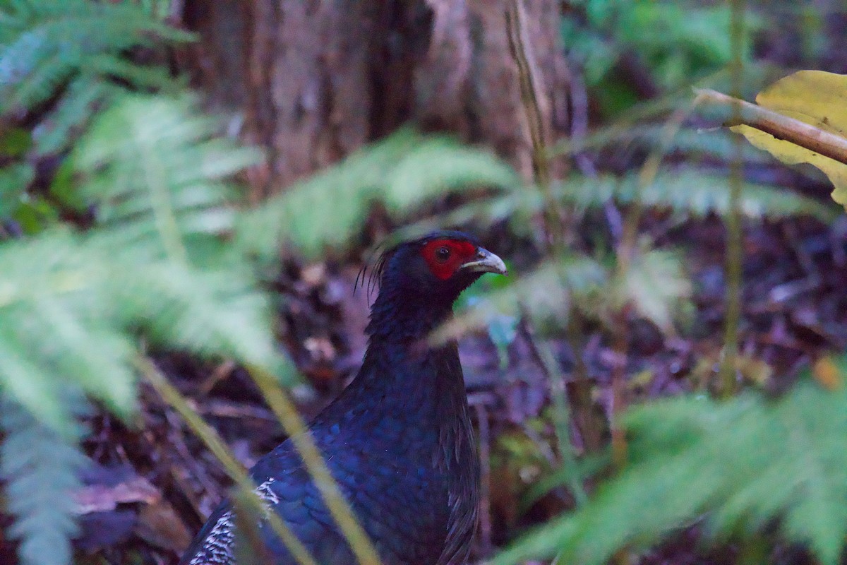 Kalij Pheasant - ML646407403