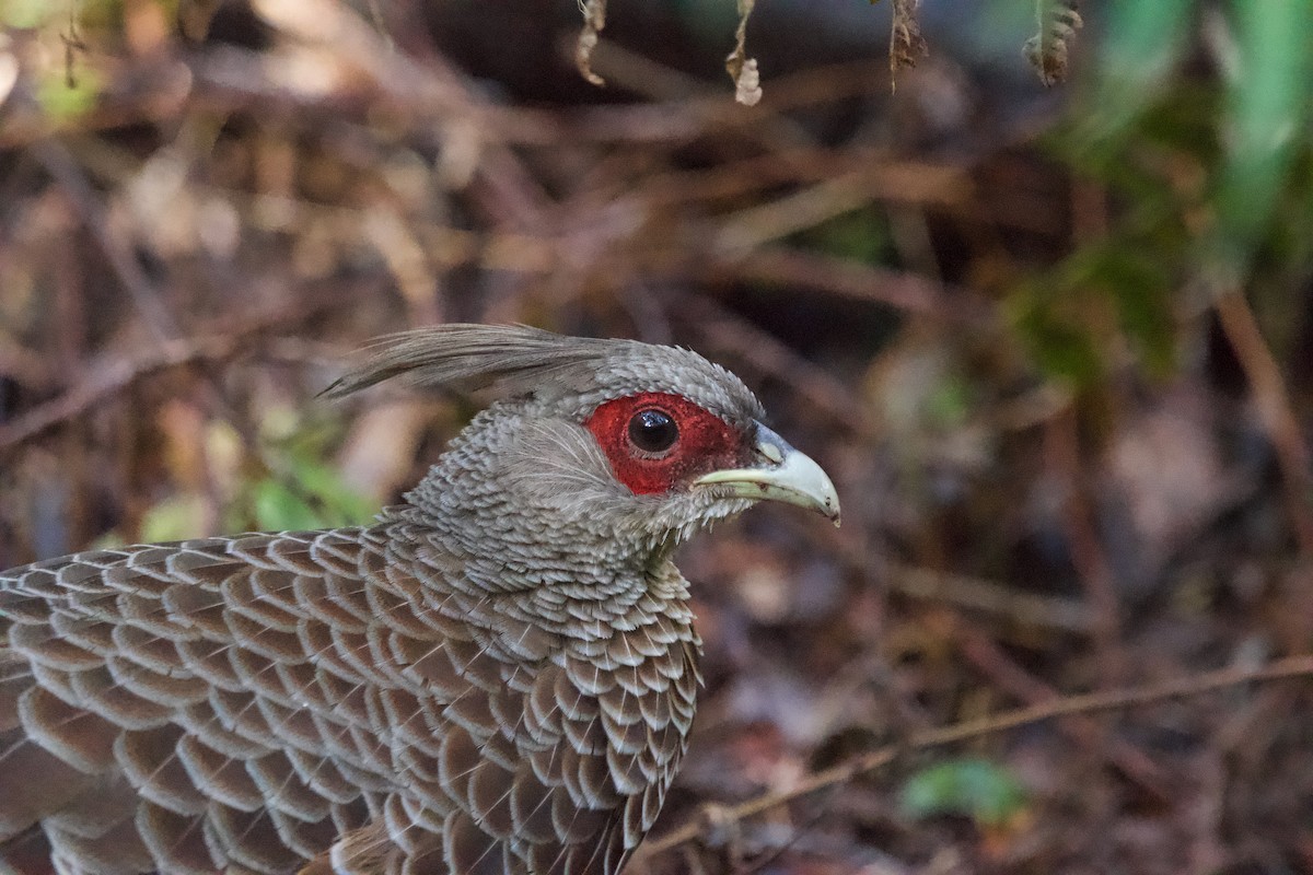 Kalij Pheasant - ML646407405