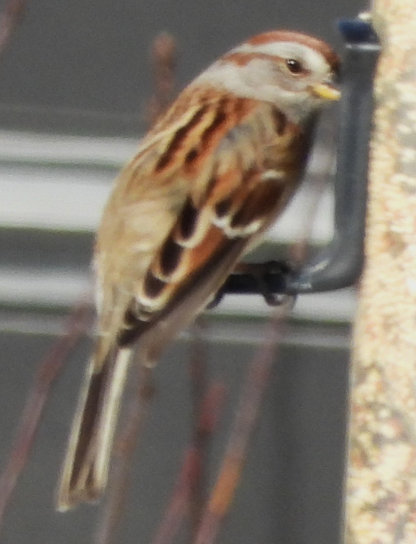 American Tree Sparrow - ML646407406
