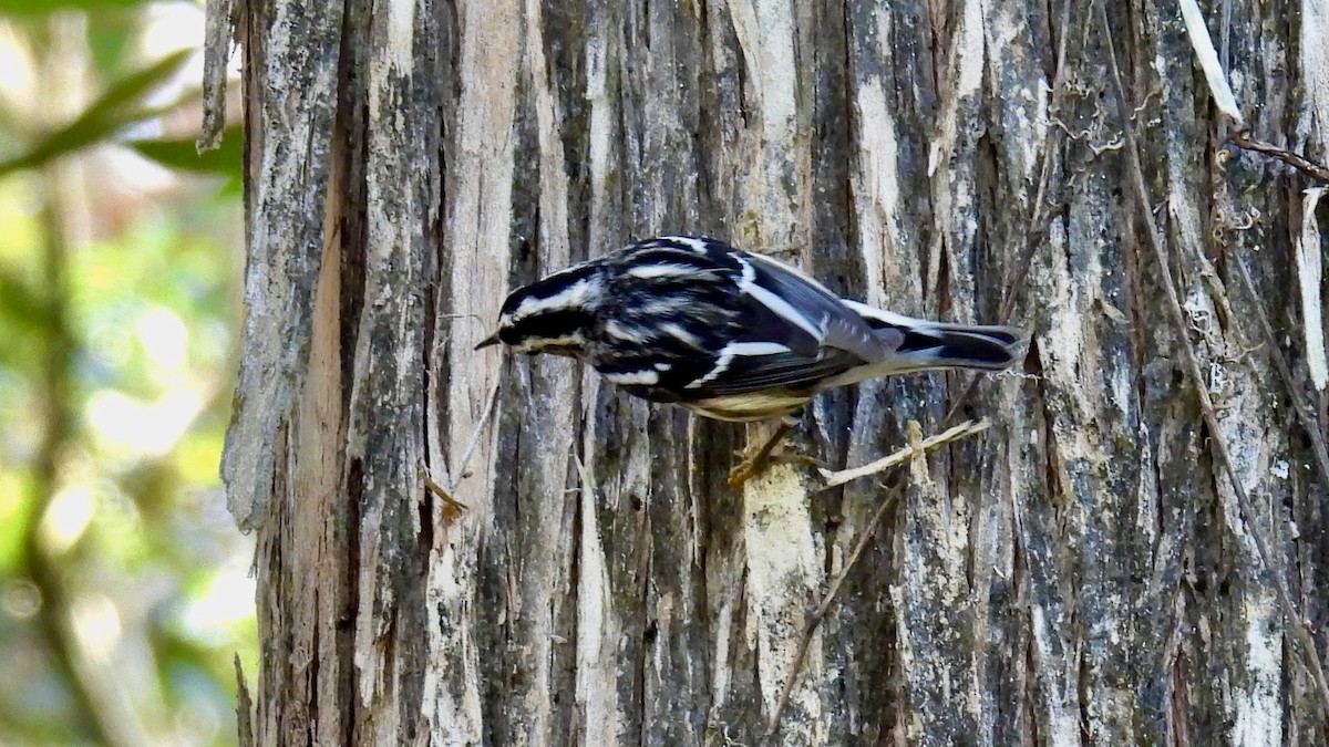 シロクロアメリカムシクイ - ML646407409