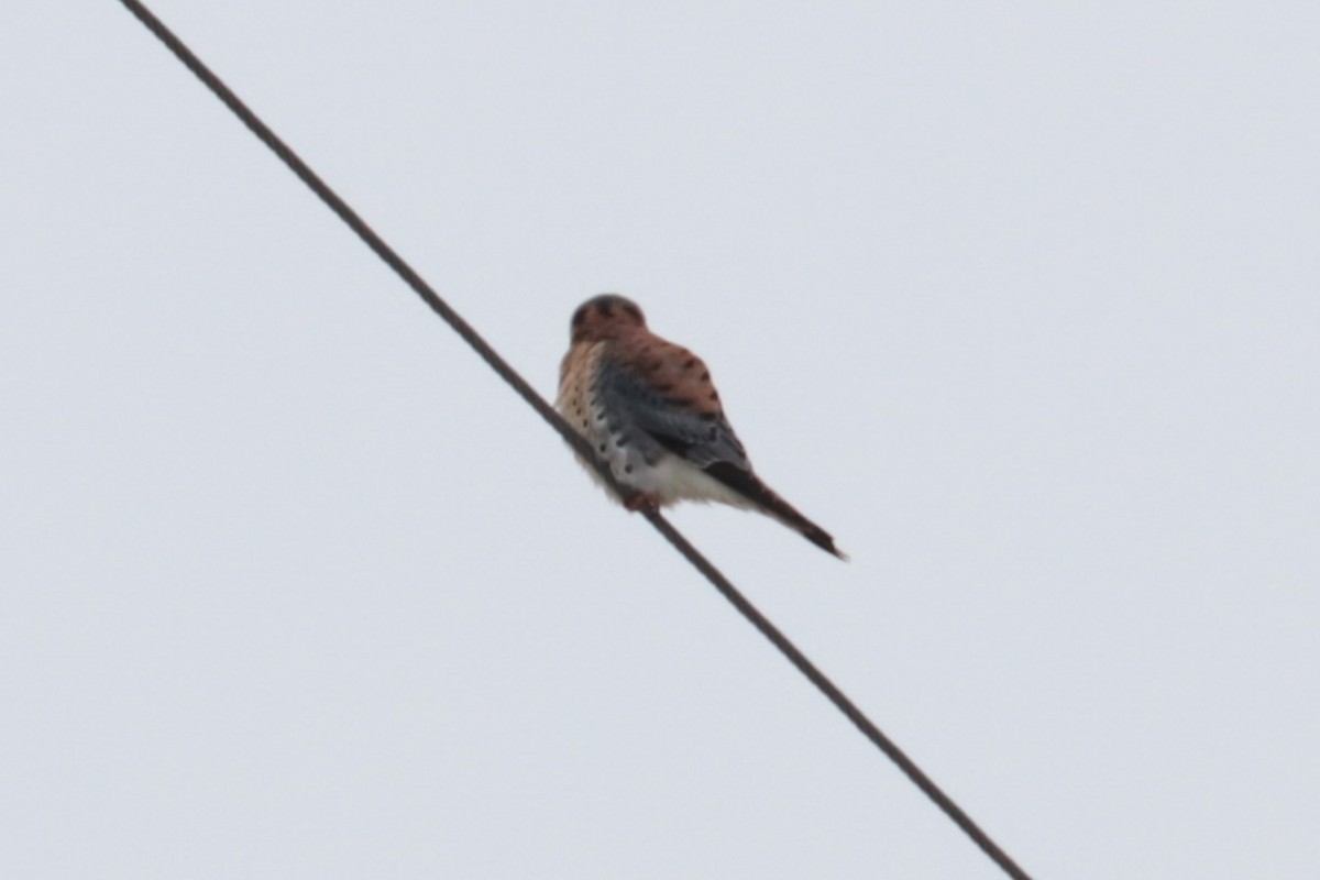 American Kestrel - ML646407411