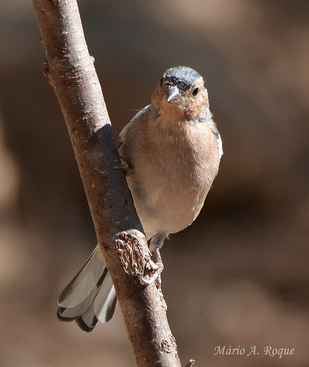Common Chaffinch - ML646407412