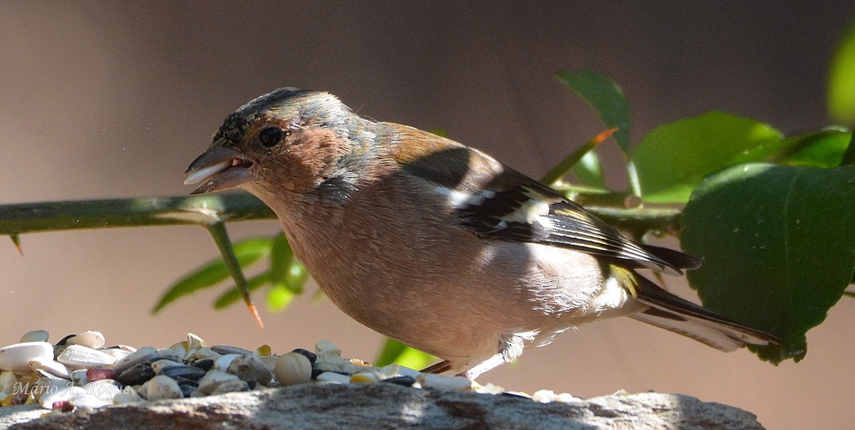 Common Chaffinch - ML646407413