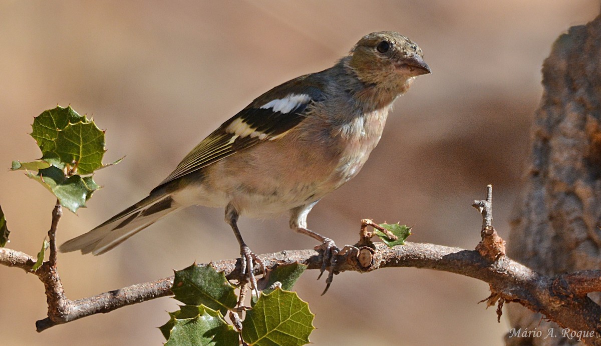 Common Chaffinch - ML646407414