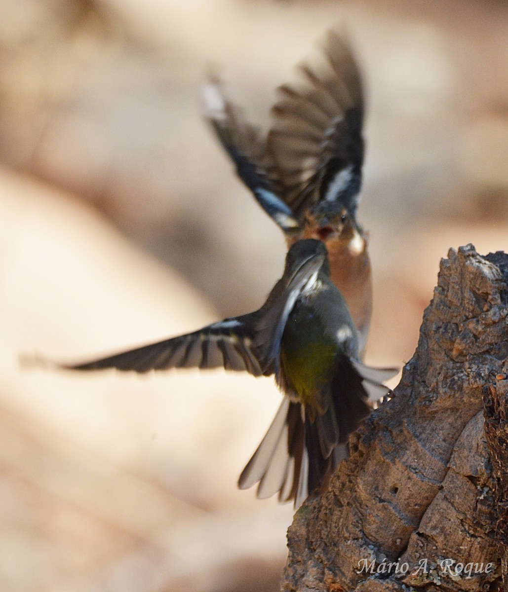 Common Chaffinch - ML646407415