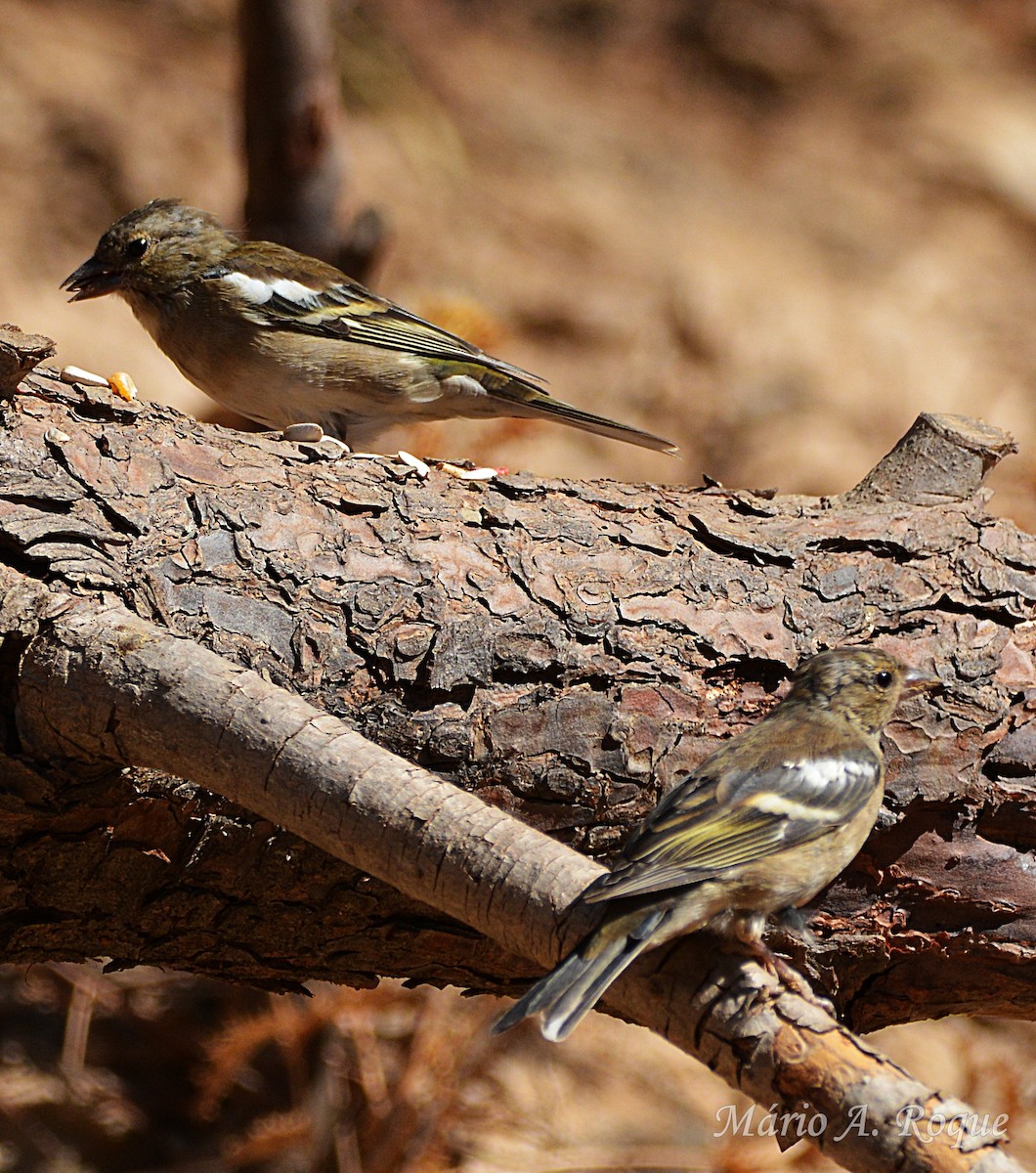 Common Chaffinch - ML646407416