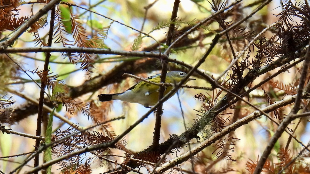 Magnolia Warbler - ML646407418