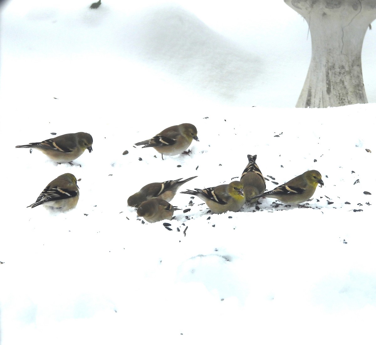 オウゴンヒワ - ML646407422