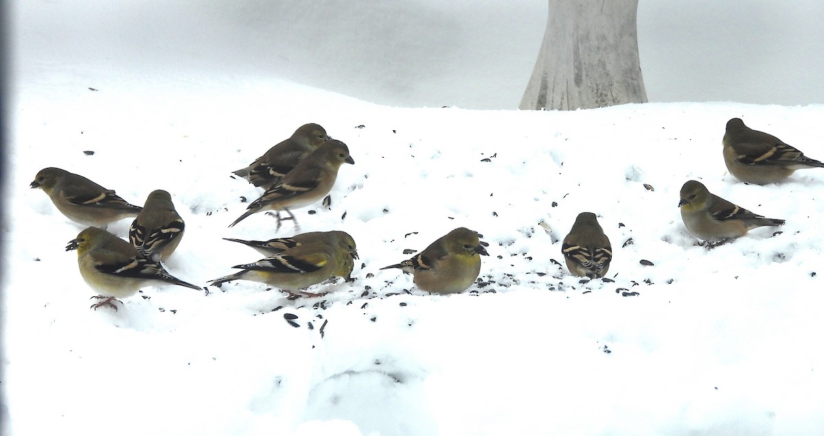 オウゴンヒワ - ML646407423