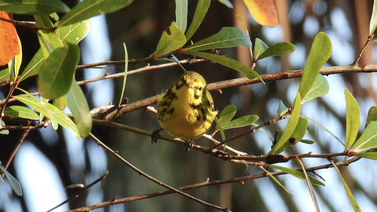 チャスジアメリカムシクイ - ML646407425