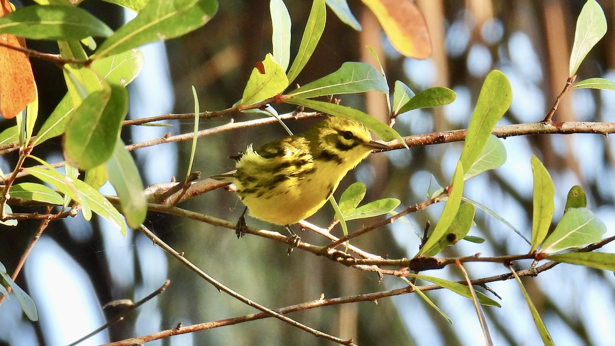 チャスジアメリカムシクイ - ML646407426