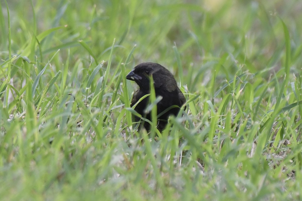 ニショクコメワリ - ML646407427