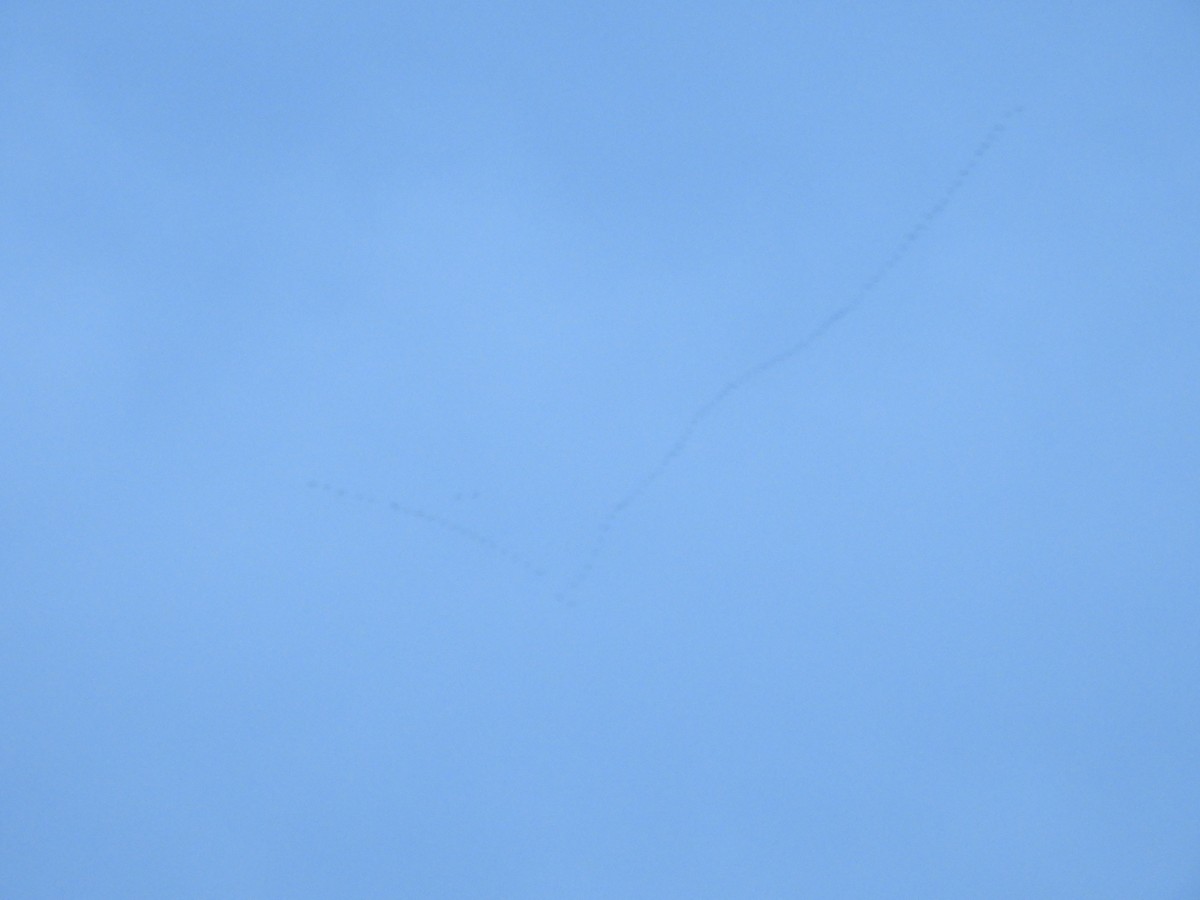 Tundra Swan - ML646407430