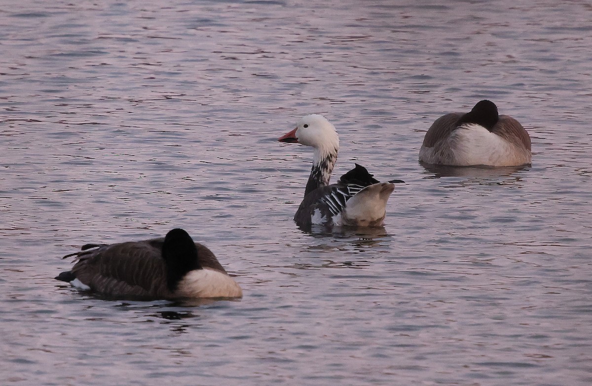 ハクガン - ML646407431