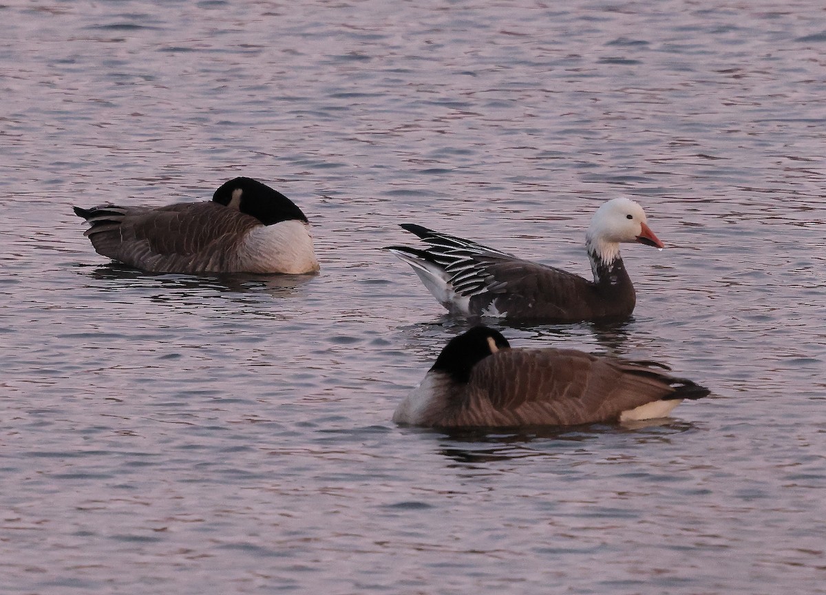 ハクガン - ML646407432