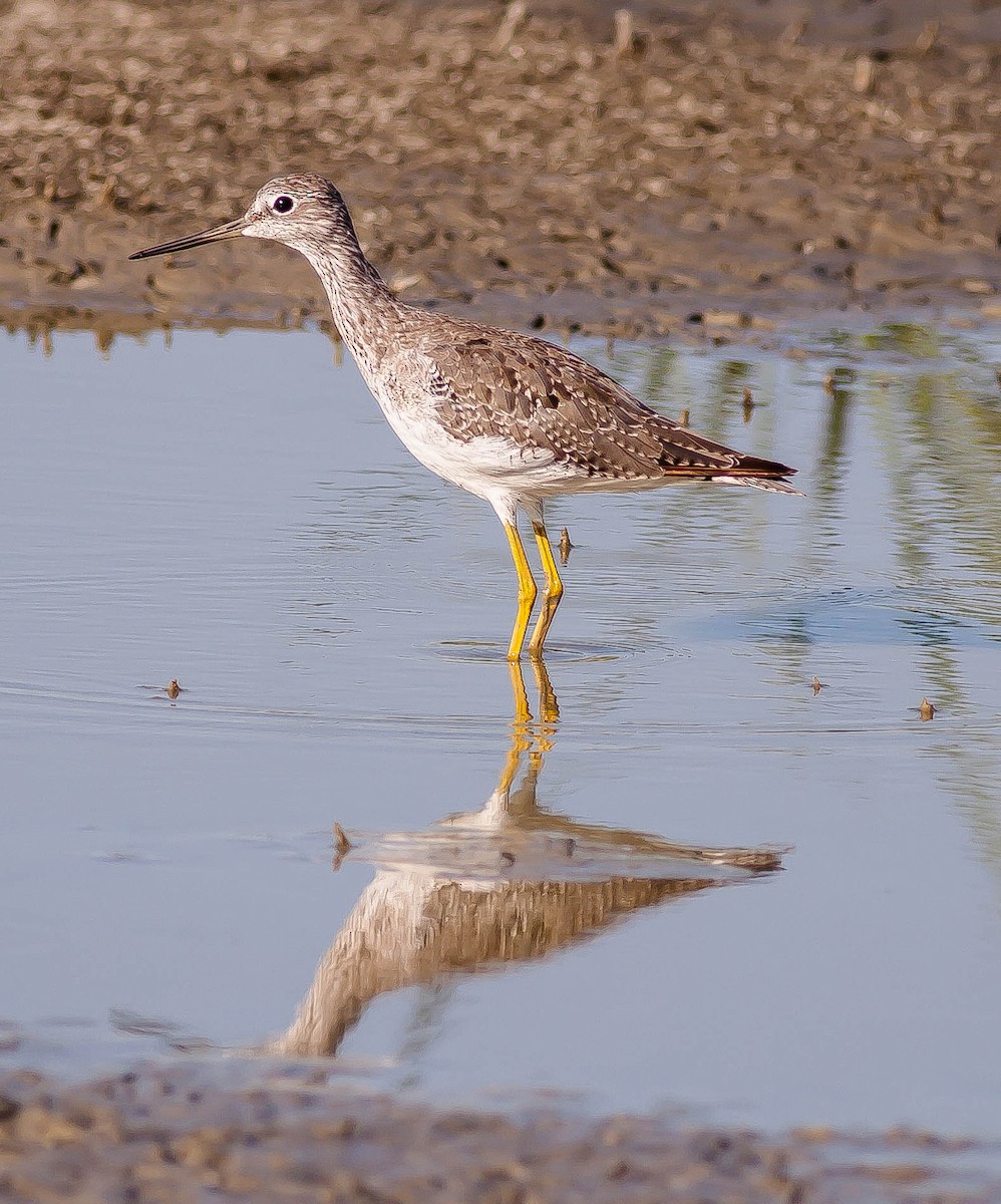 オオキアシシギ - ML646407438