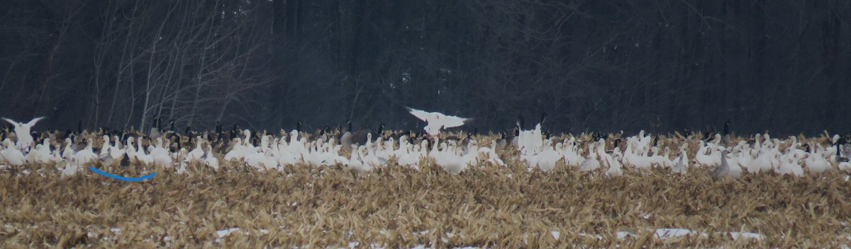 ハクガン - ML646407439