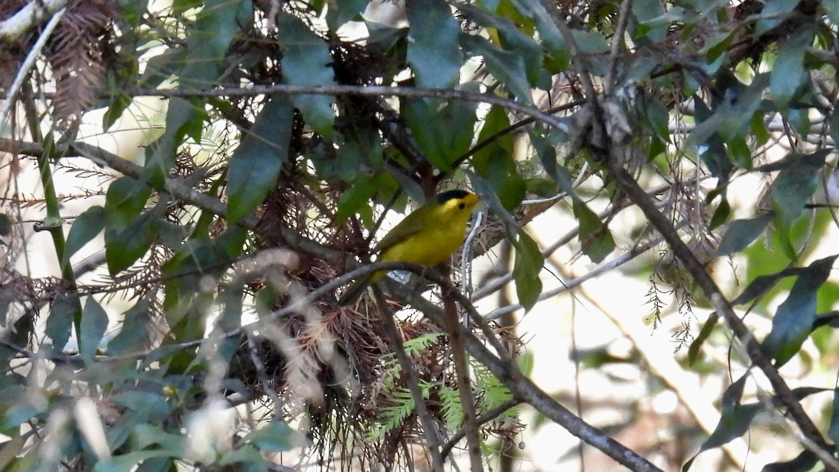Wilson's Warbler - ML646407440