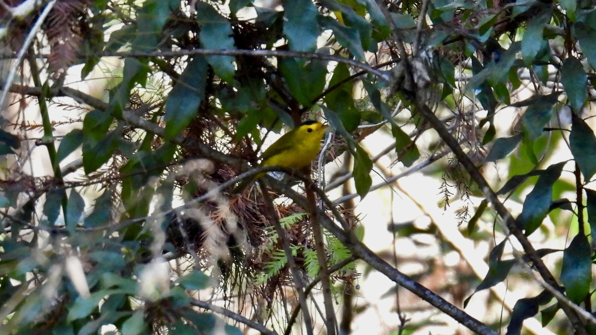 Wilson's Warbler - ML646407441