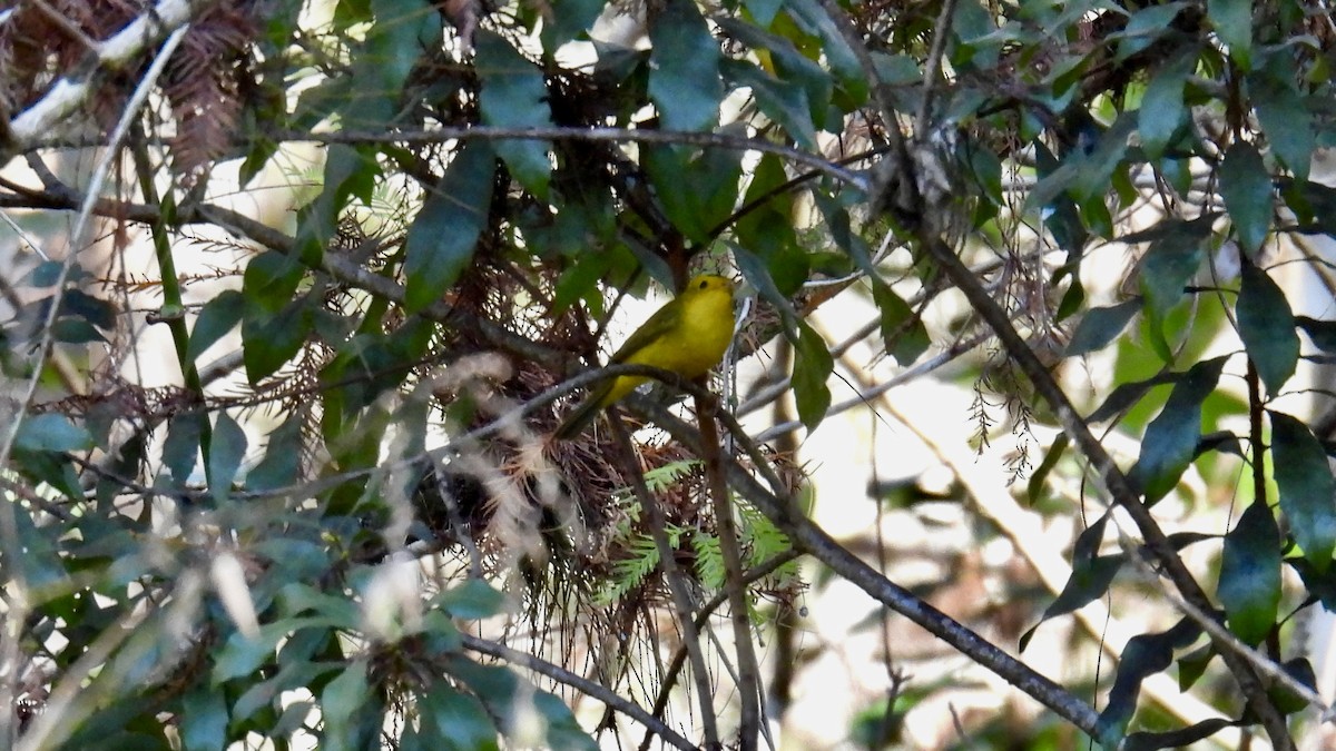Wilson's Warbler - ML646407442