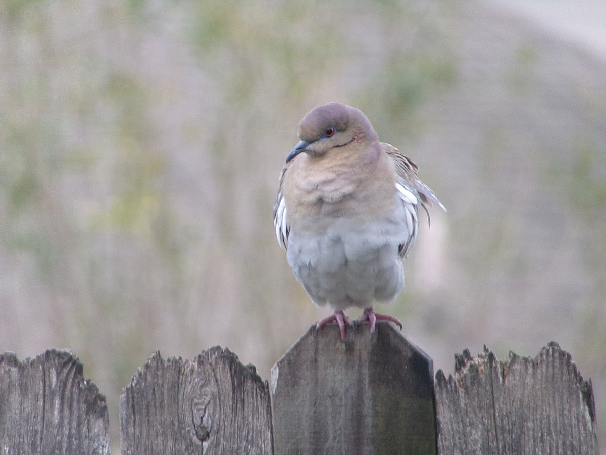 ハジロバト - ML646407443