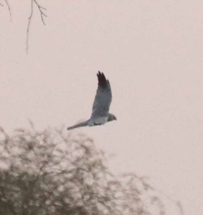 ウスハイイロチュウヒ - ML646407444