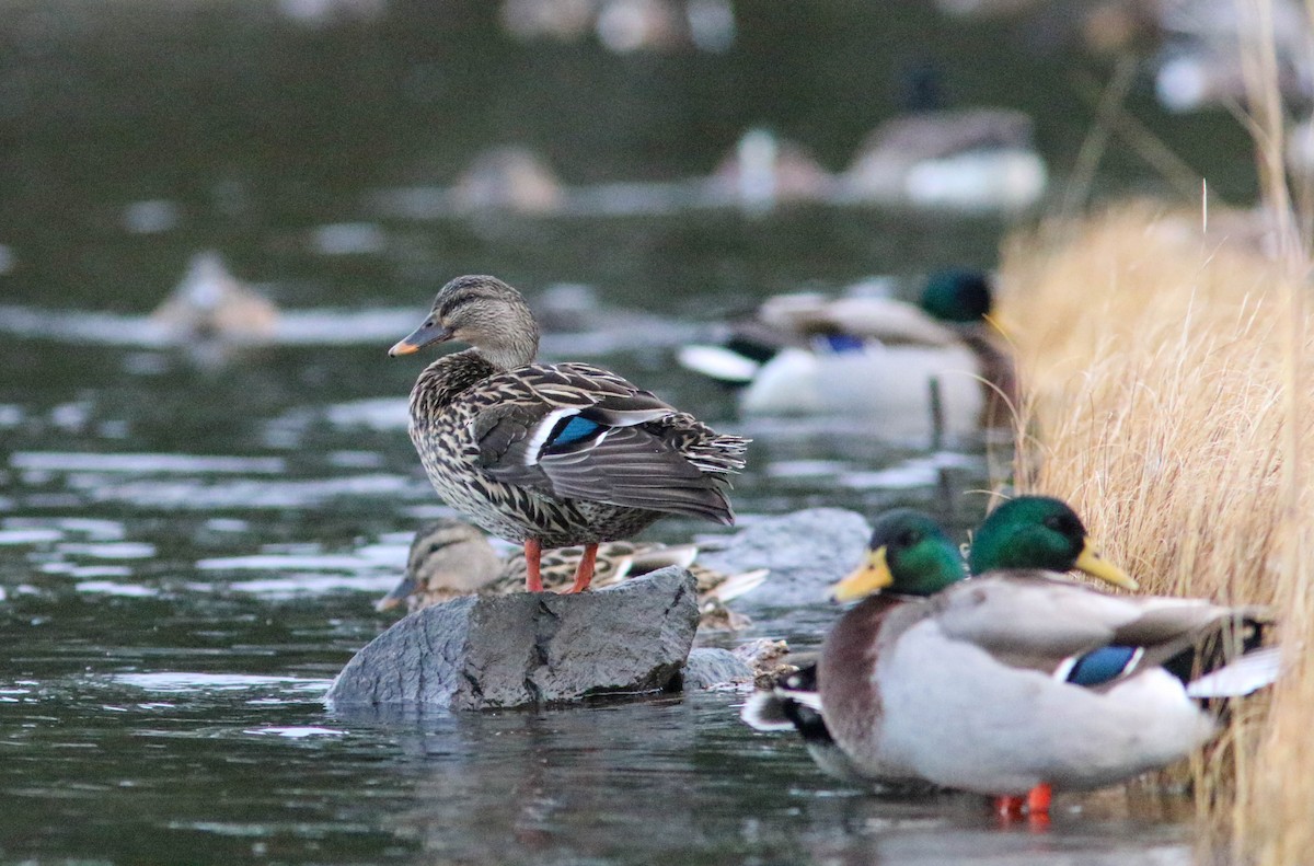 マガモ - ML646407445