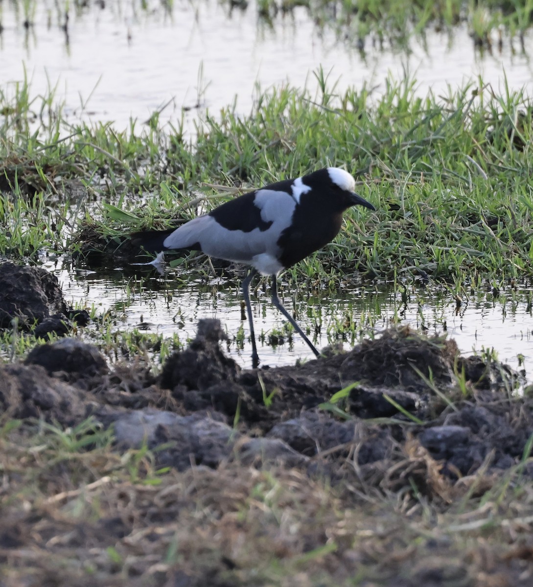 Blacksmith Lapwing - ML646407446