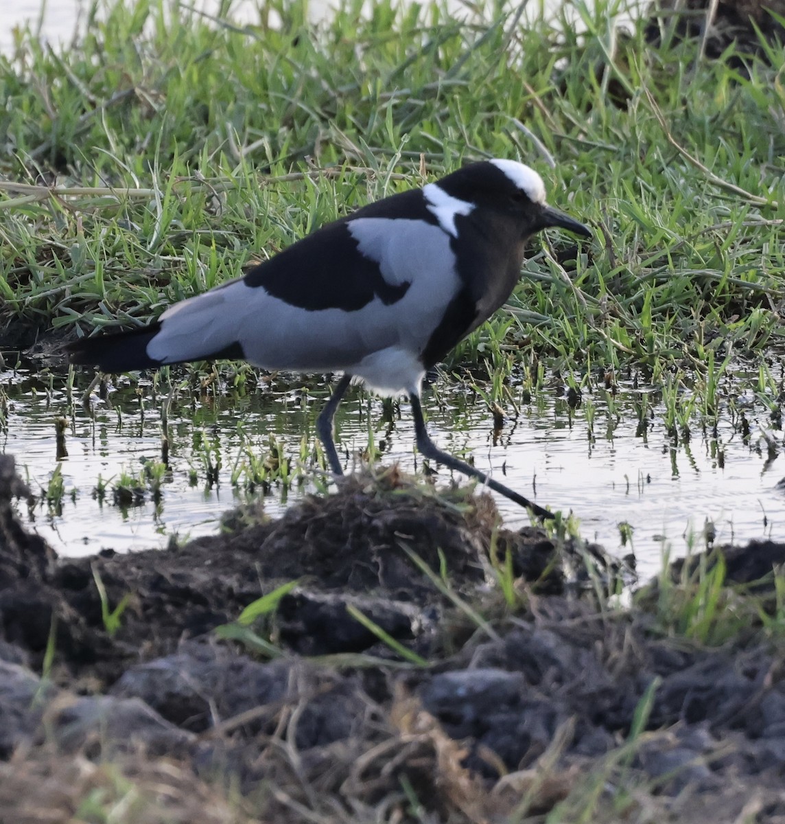 シロクロゲリ - ML646407447