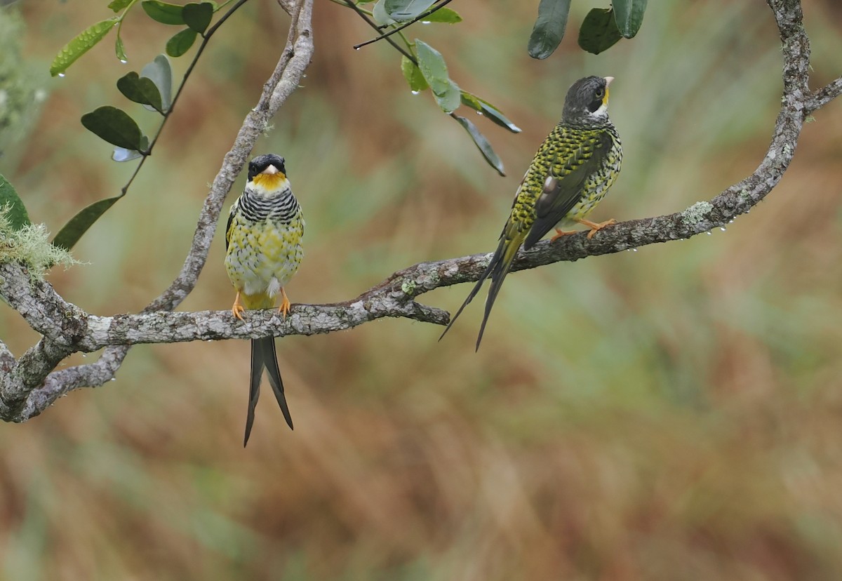 ツバメカザリドリ（boliviana） - ML646407448