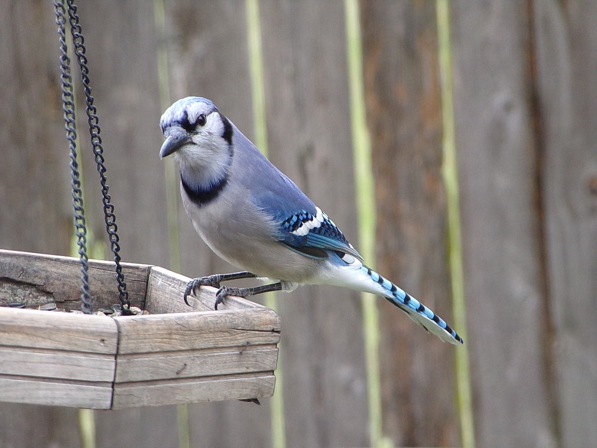 アオカケス - ML646407449