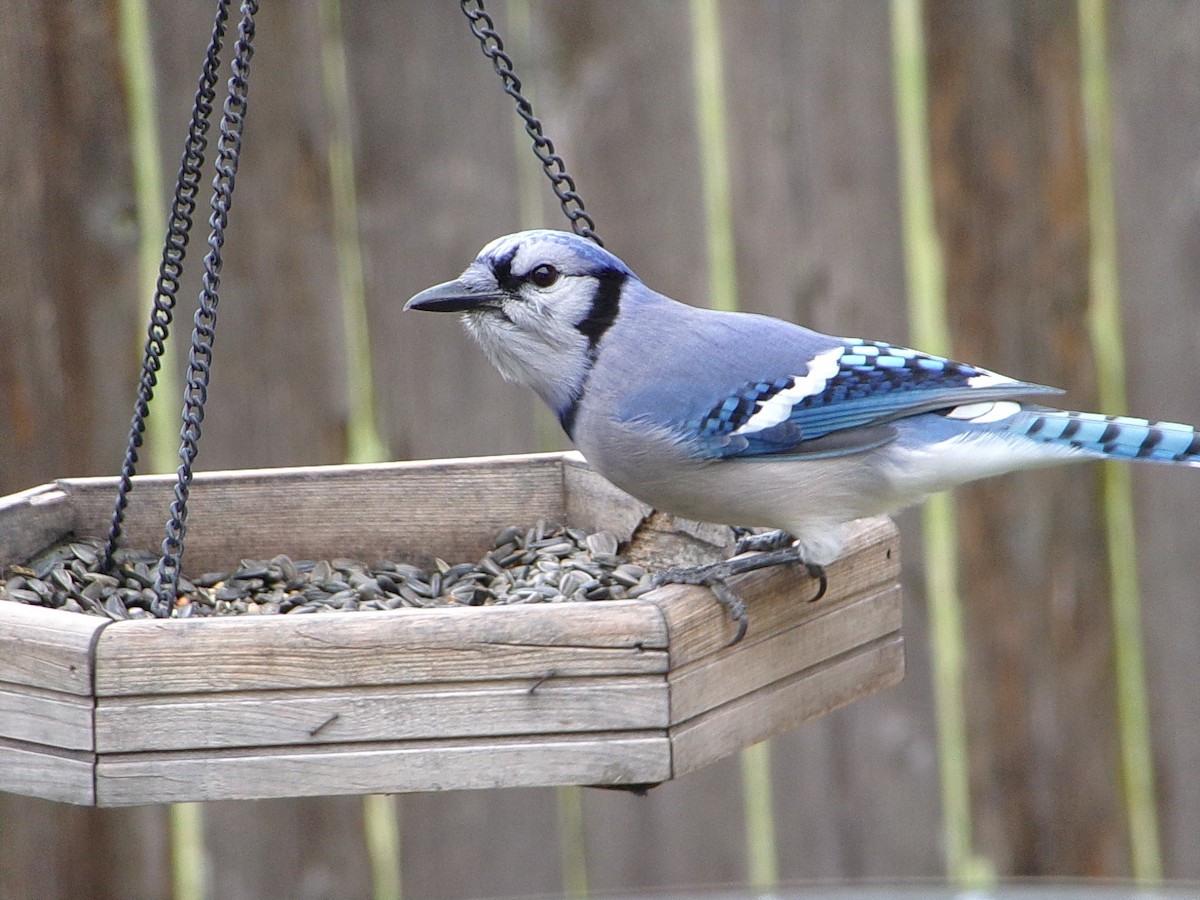 アオカケス - ML646407450