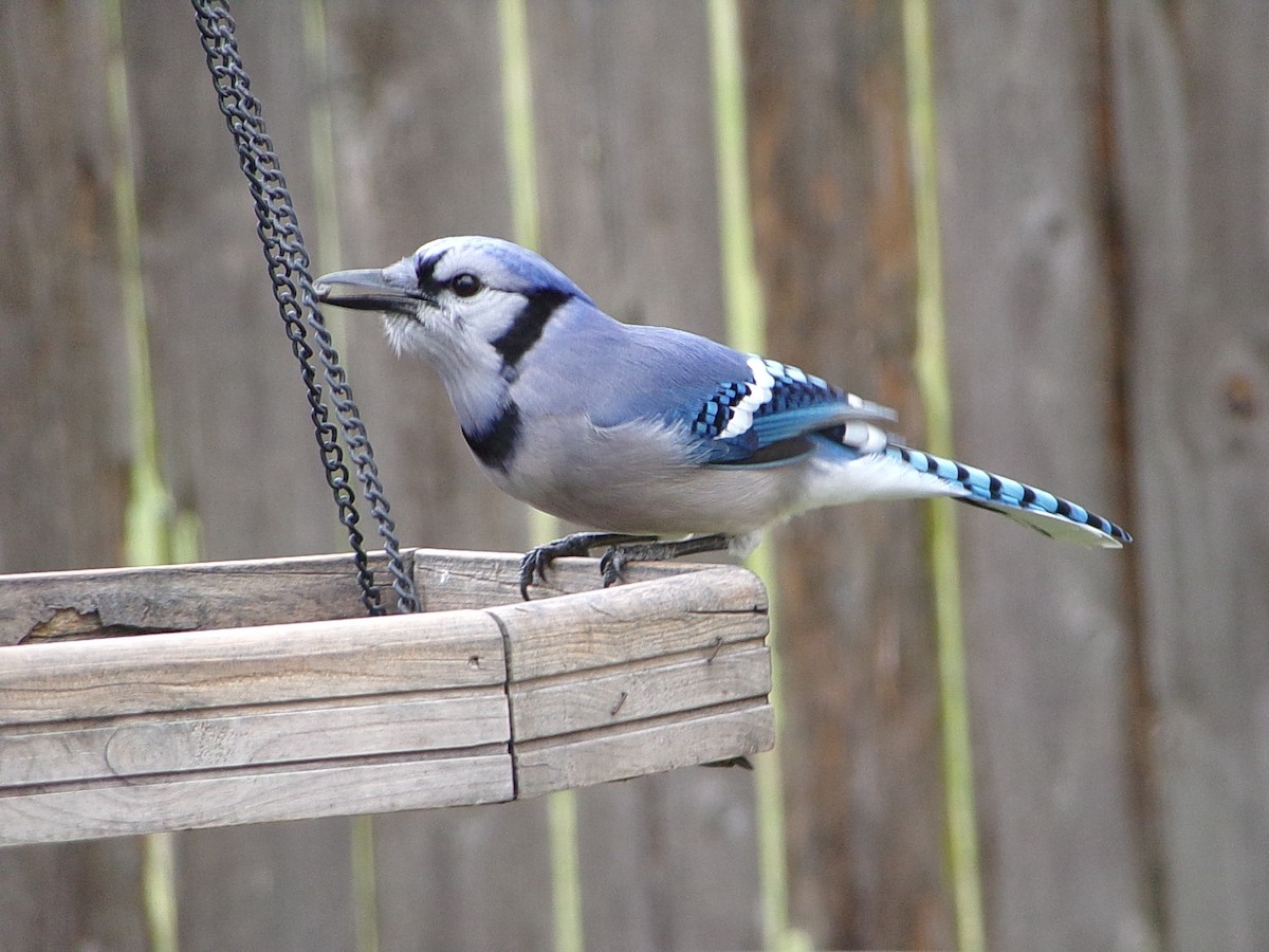 アオカケス - ML646407451