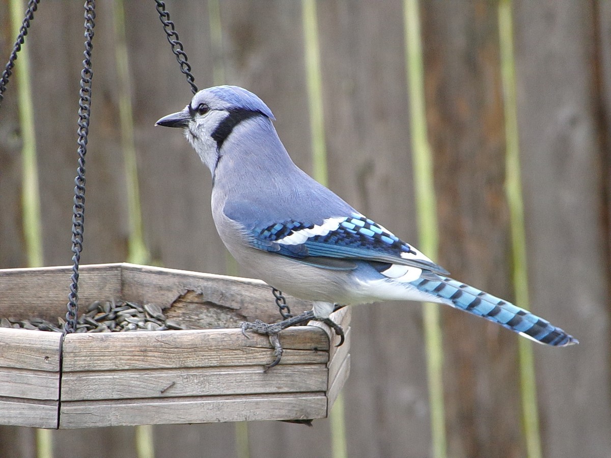 アオカケス - ML646407452