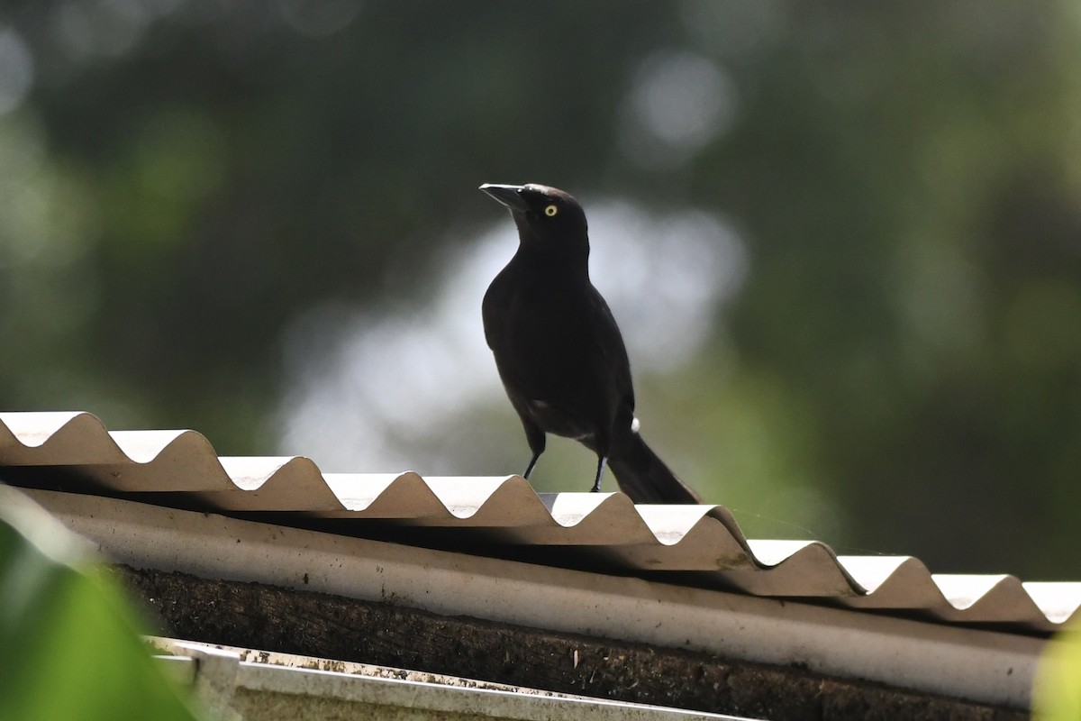 コクロムクドリモドキ - ML646407453